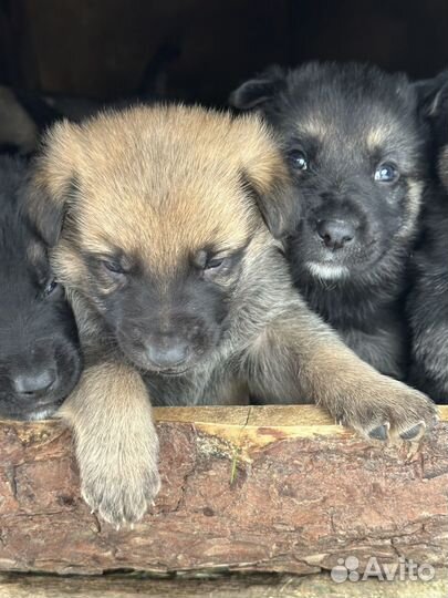 Щенки восточноевропейской овчарки