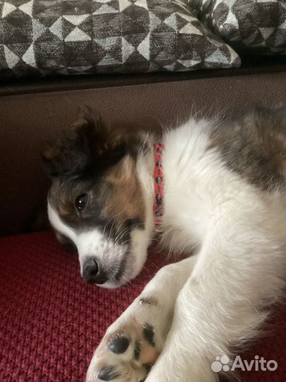 Щенок в добрые руки