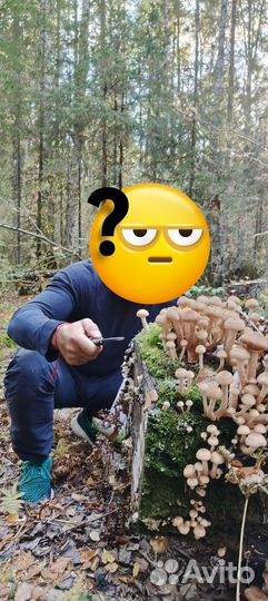 Грибы опята свежий сбор