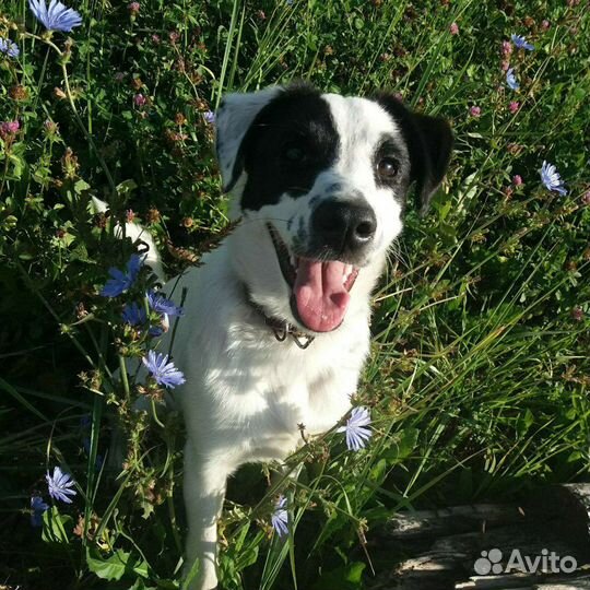 Жуля ищет дом