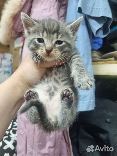 Котенок в дар