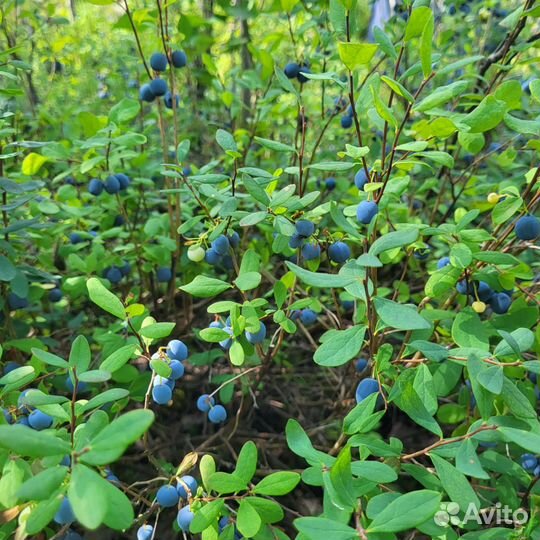 Голубика ягоды