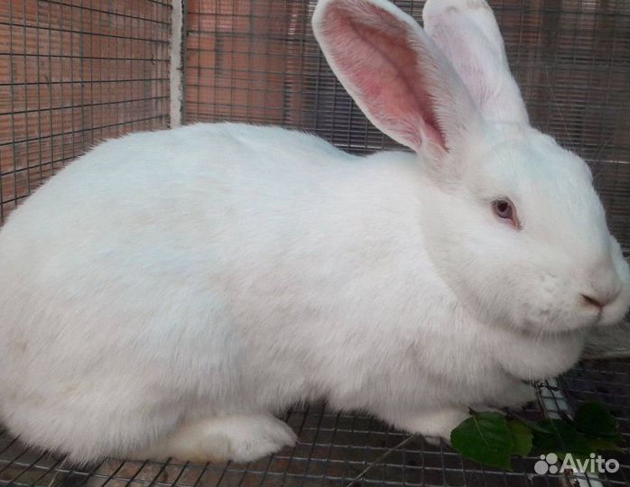 Мясо кролика