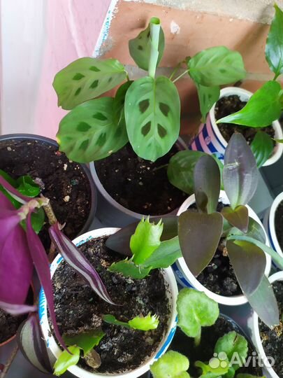 Комнатные растения цветы