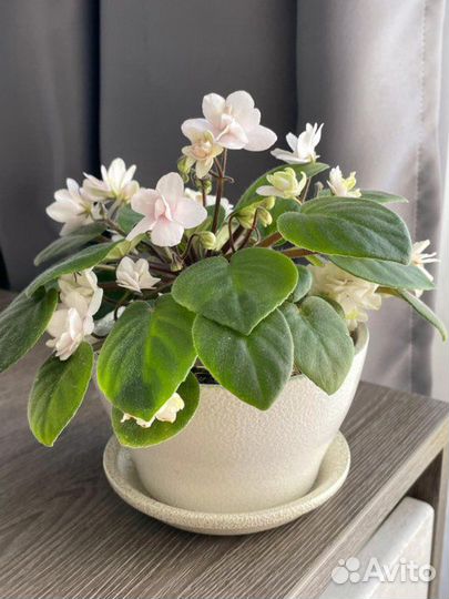 Комнатные цветы