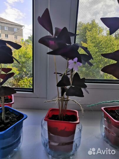 Кислица бордовая