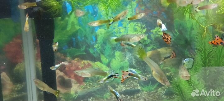 Рыбки гуппи