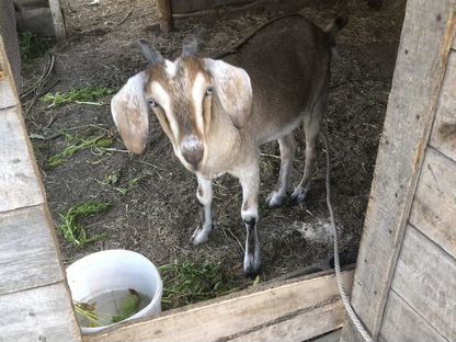 Нубийские козы, Тюхтет