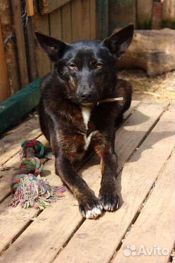 Две сестрички ищут дом