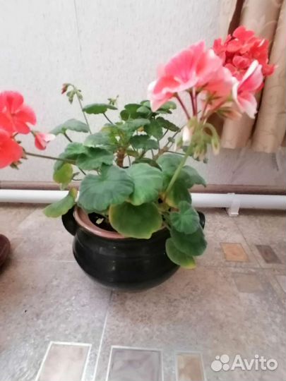 Комнатные цветы