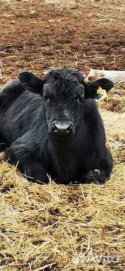 Телята бычки