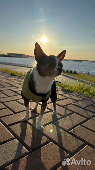 Чихуахуа вязка