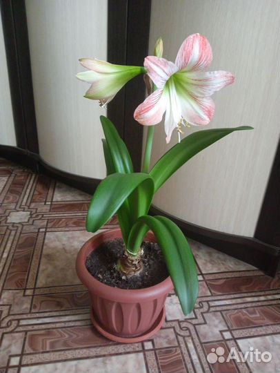 Амариллис, гиппеаструм, лилия