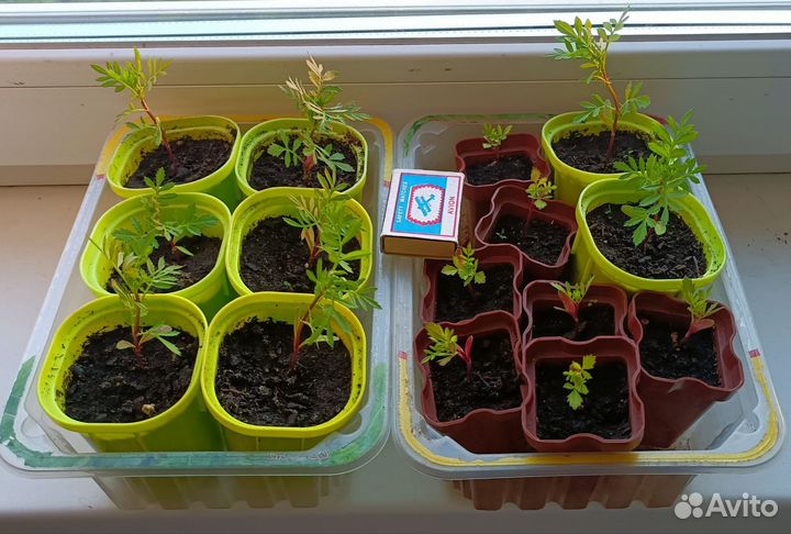 Бархатцы рассада