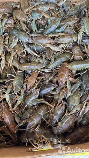 Раки Свежайшие