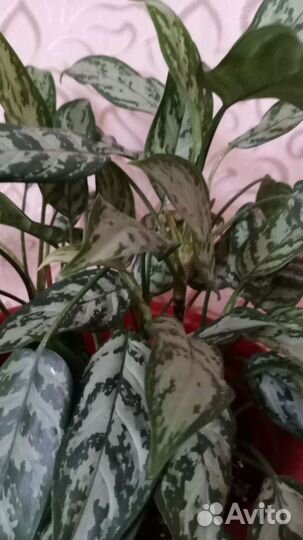 Комнатные цветы диффенбахия