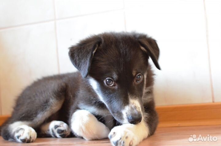 Щенок Черри в добрые руки