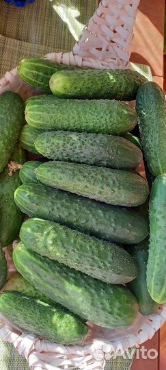 Огурцы свежие домашние