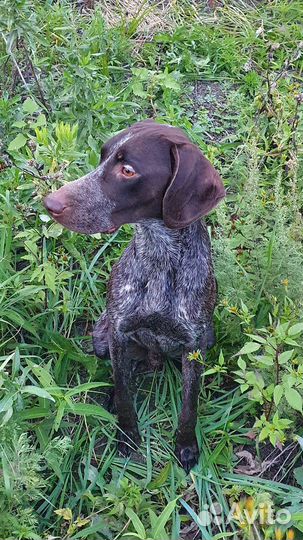 Курцхаар вязка