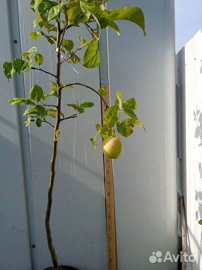 Летние, осенние, зимние сорта яблонь, саженцы зкс