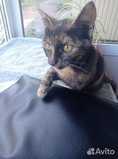 Отдам котёнка девочку в добрые руки