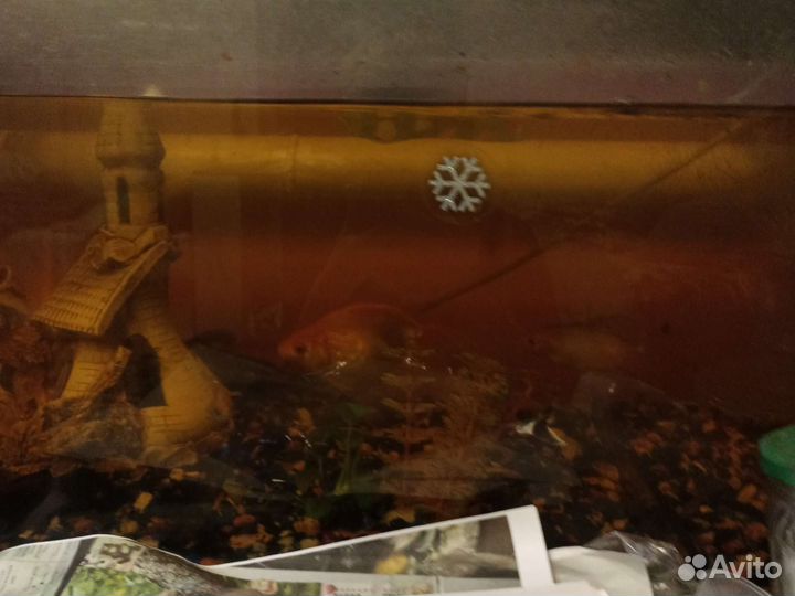 Аквариумные рыбки