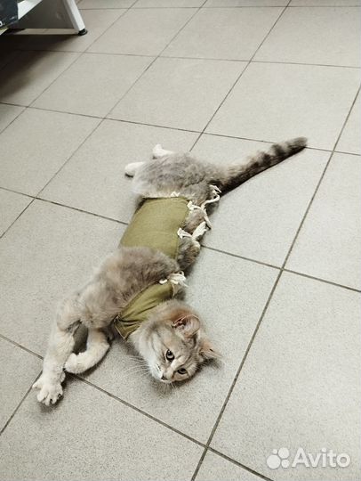 Кошка Матрешка