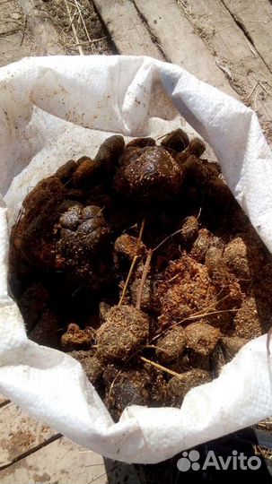 Конский навоз