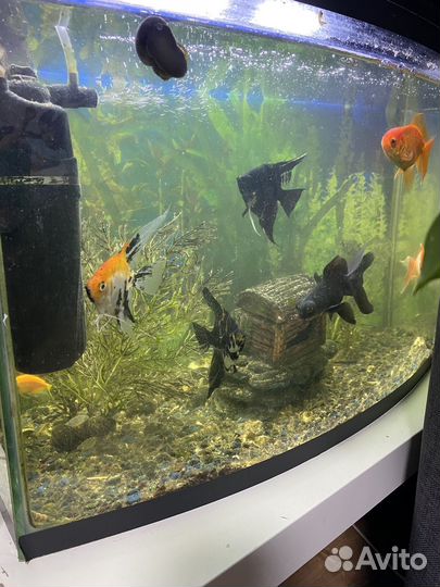 Аквариум с рыбками