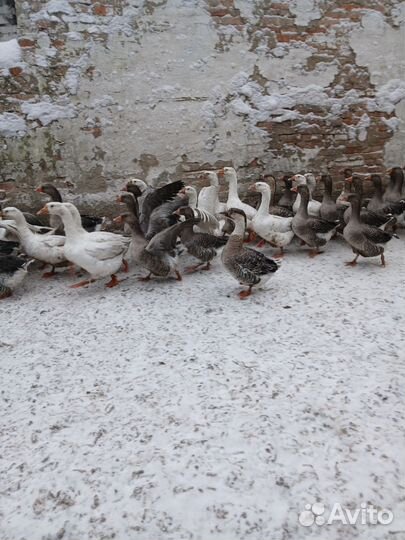 Гуси на племя серые и белые