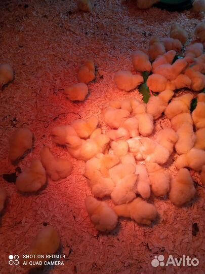 Цыплята суточные кобб500 Европа