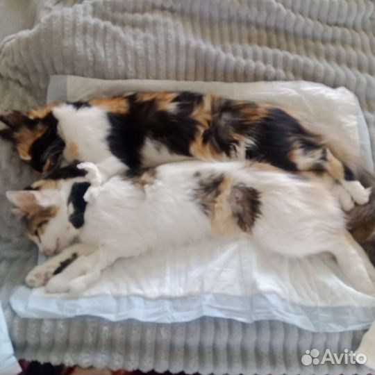 Стерилизация кошек по боковому доступу на дому