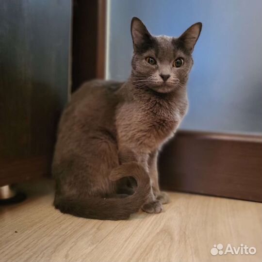 Британская кошечка