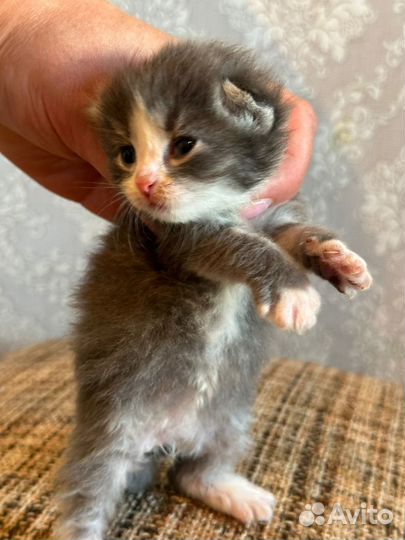 Вислоухие котята бесплатно