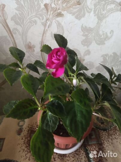 Бальзамин махровый