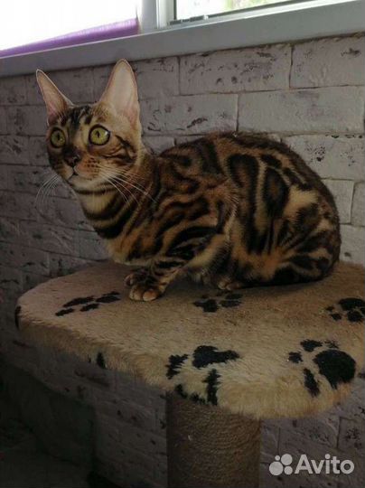 Бенгальские котята