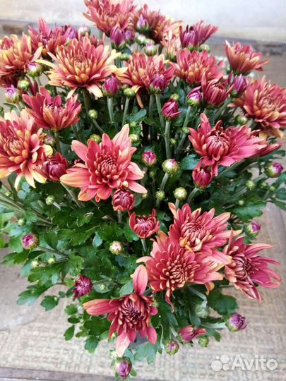 Хризантемы мультифлора