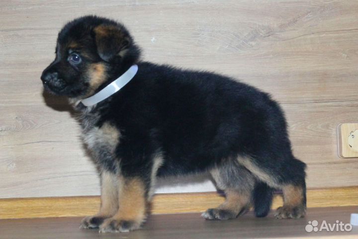 Щенки немецкой овчарки