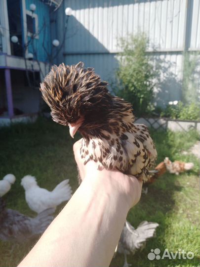 Цыплята, яйцо - падуаны, шелки, брамы