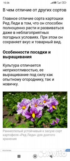 Картофель семенной
