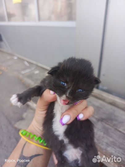 Маленькие котята