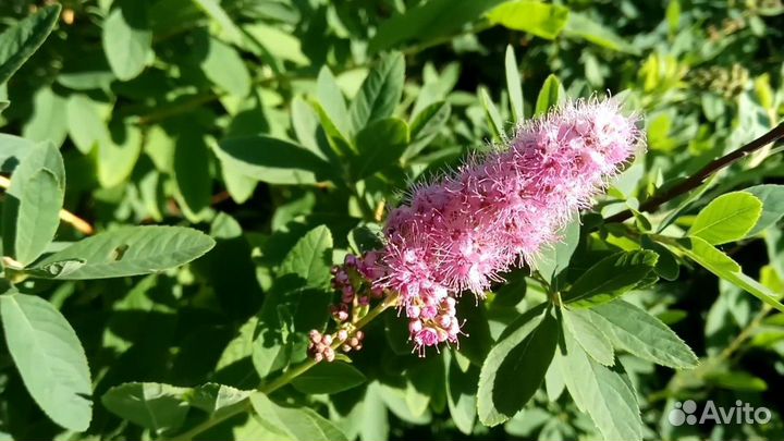 Спирея Дугласа