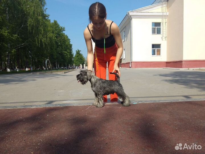 Цвергшнауцер щенки