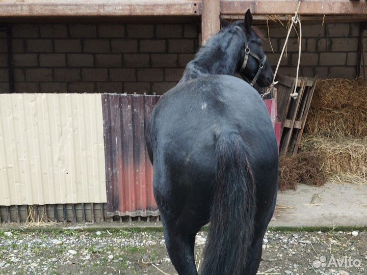 Карачаевский жеребец