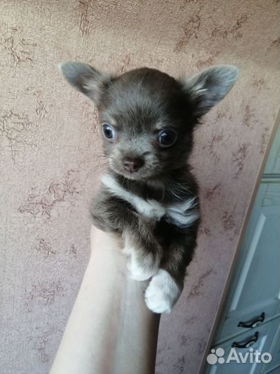 Чихуахуа мини
