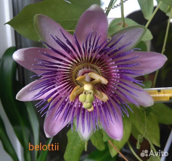 Сортовые пассифлоры и бегонии. Аспарагус. Доставка