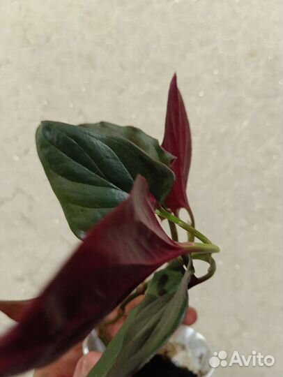 Сциндапсусы и эпипремнумы