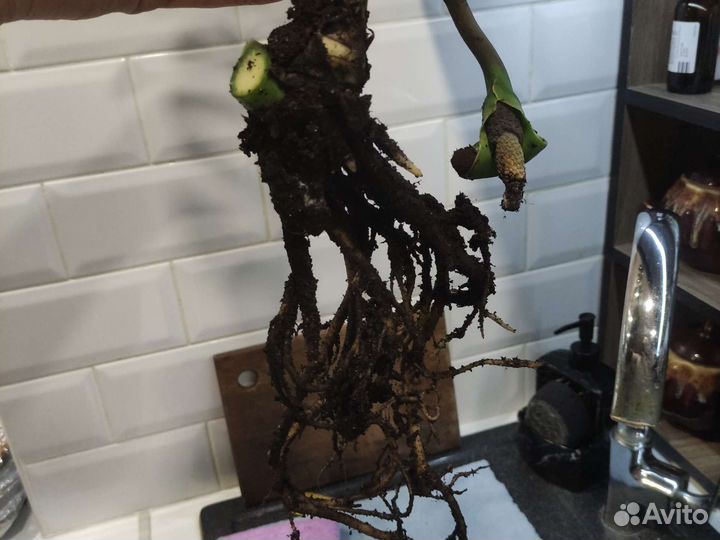 Замиокулькас