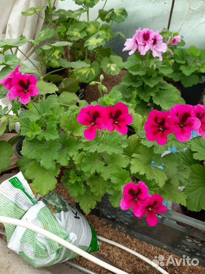 Многолетние садовые растения