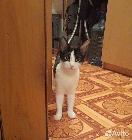 Кошки в добрые руки